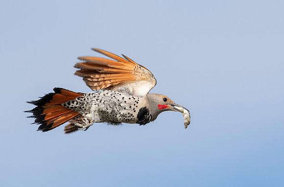 Male PP in flight ws