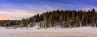 Elk Morning Commute 52 Vivezab full size