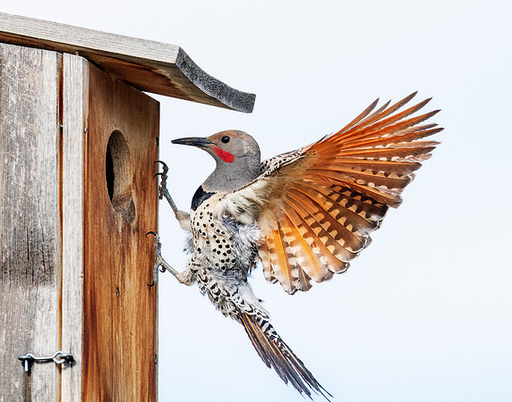 Box Front Landing AS