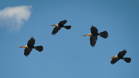 Anhinga Composite