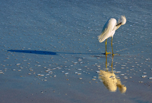 Snowy Egret shadows ws