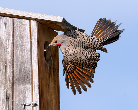 Hanging Male AS