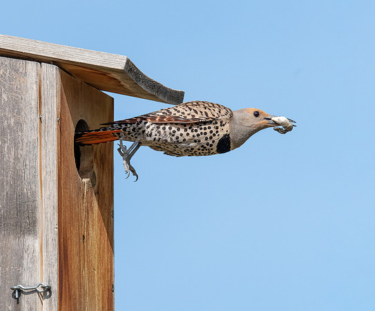 female PP in flight AS