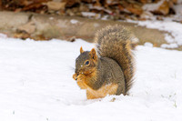 Squirrel snow