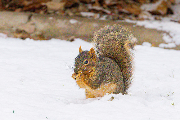 Squirrel snow