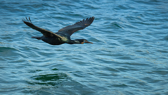 ML Cormorant ws