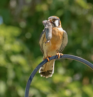 What's For Dinner-The Kestrel Diet