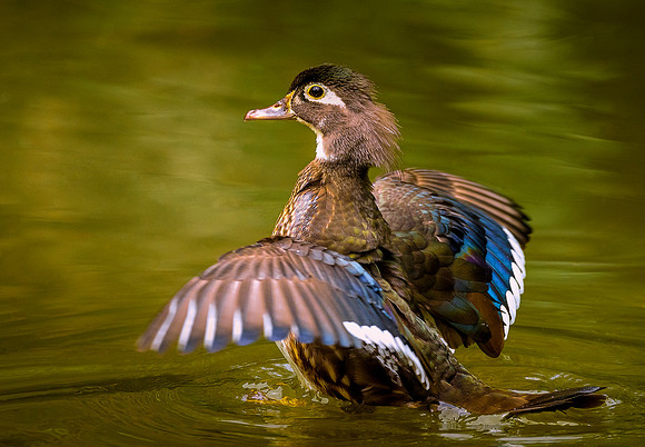 Seventh Swimming Stretch