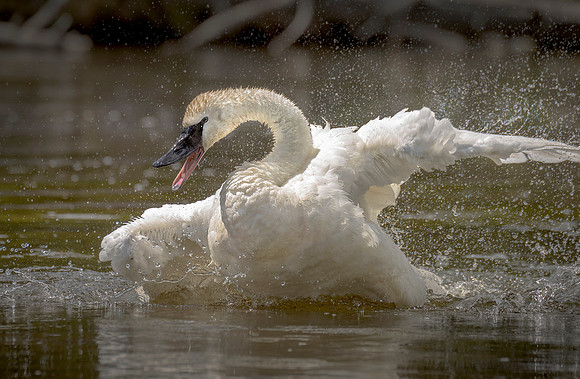 Trumpeter Bathing ws
