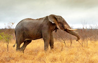 African Elephant pulling dead brush to eat ws