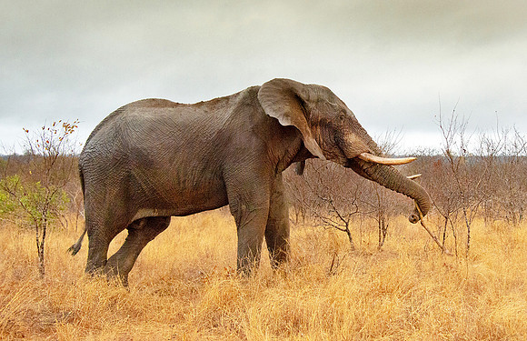 African Elephant pulling dead brush to eat ws