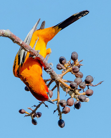 Streak-backed Oriole eb6