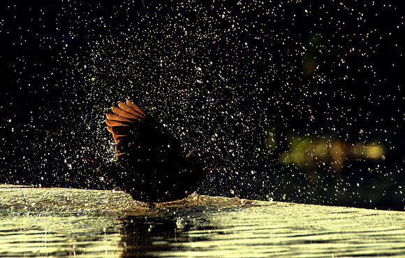 Great-tailed Grackle bathing beauty 1 ws