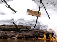 7 mile Bobcat walk ws