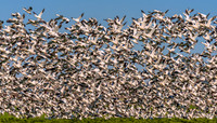 Flocks
