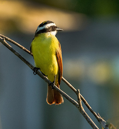 Great Kiskadee top knot 1ws