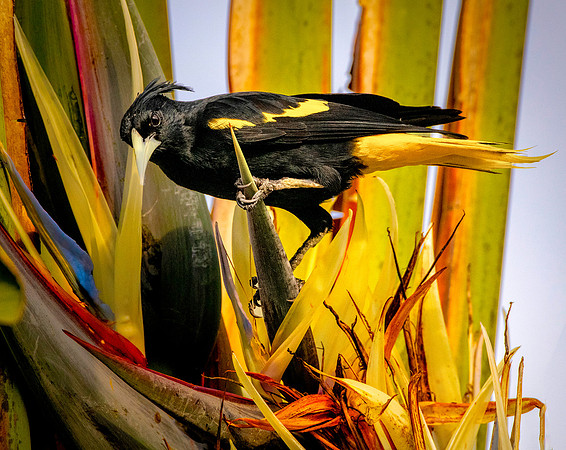 Yellow-winged Cacique 2 ws