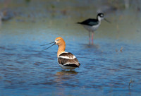 American Avocet ws