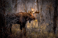 JimShane_BCC_WoodlandRuler_T