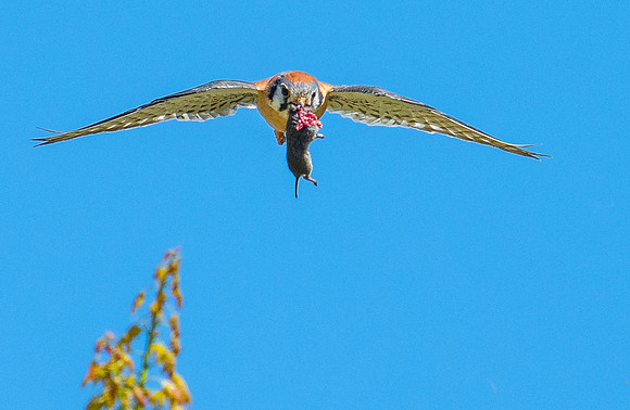 DSC_0288