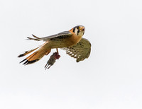 Kestrel Males