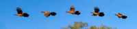 Rufous-bellied Chachalaca take off 72 ws