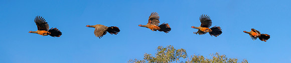 Rufous-bellied Chachalaca take off 72 ws