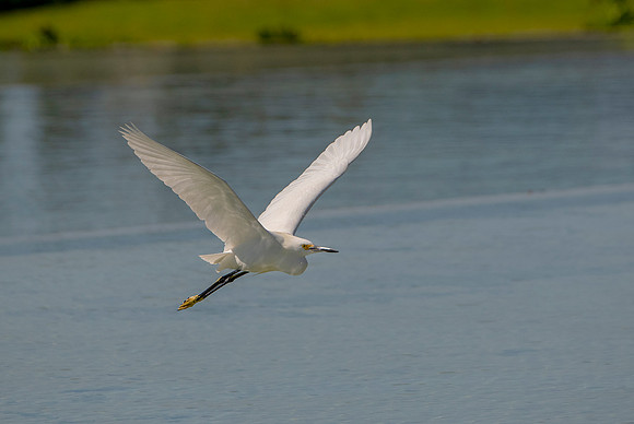 Snowy Egret flight 2 ws