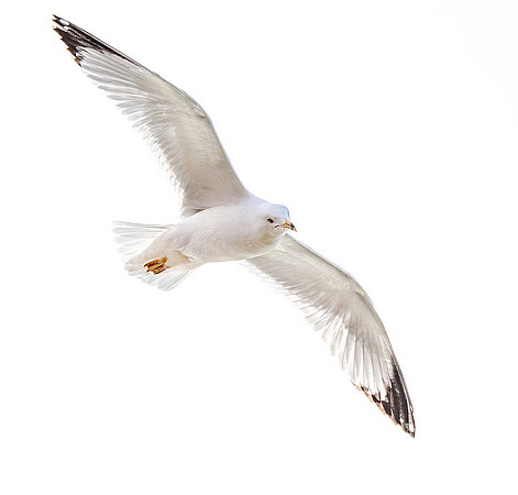 High Key Gull ws