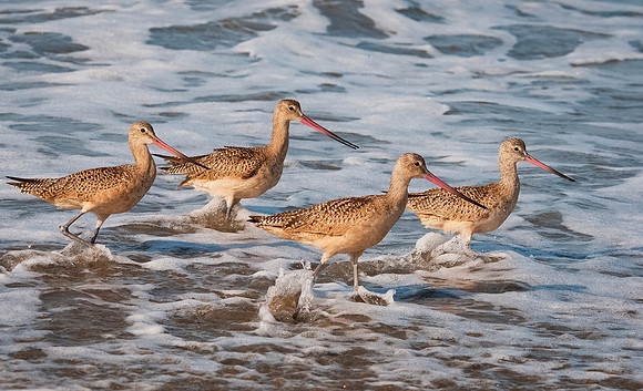 Marbled Godwit Group
