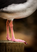 Clean Feet