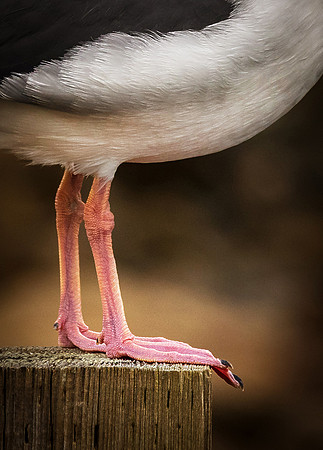 Clean Feet