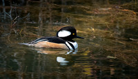 Swans, Geese, Mergansers and Eared Grebes