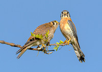 850_8034 copy