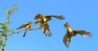 Kestrel Prey Exchange B ws