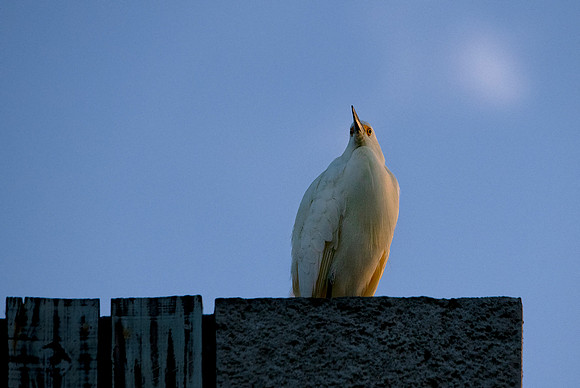 Snowy Egret Eve  wssm