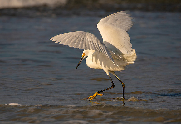 Snowy Egret 10 ws