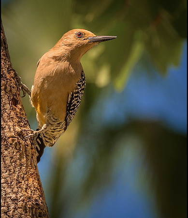 Gila Woodpecker ws