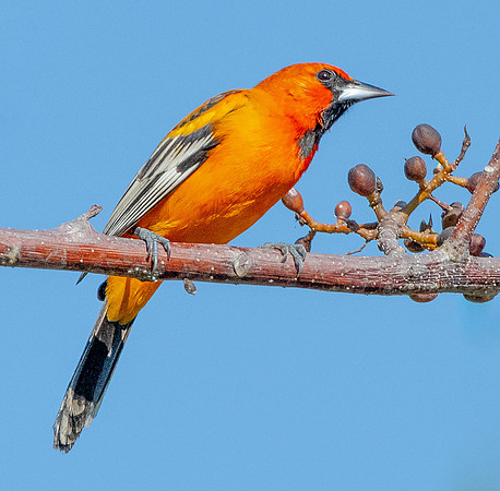 Streak-backed Oriole eb1