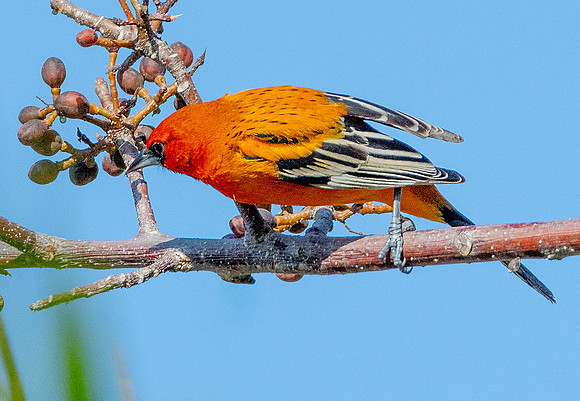 Streak-backed Oriole eb2