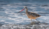 Marbled Godwit 2 ws