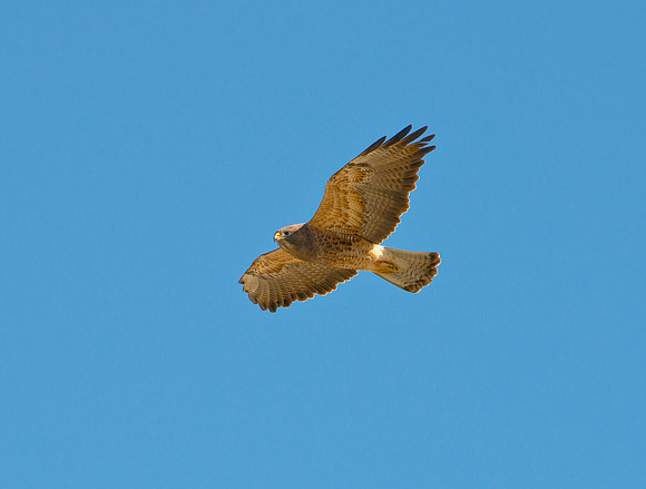 DSC_0920
