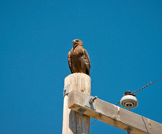 Jim Shane-Swainsons' Hawk_001