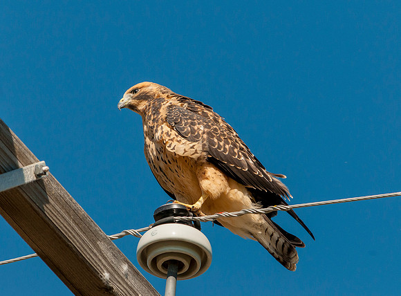 Jim Shane-Swainsons' Hawk_021