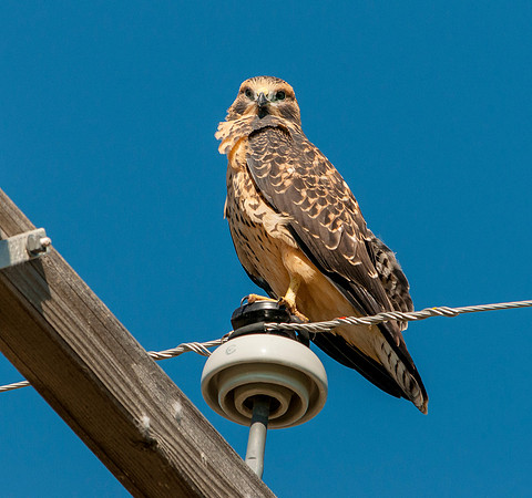 Jim Shane-Swainsons' Hawk_026