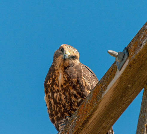 Jim Shane-Swainsons' Hawk_028