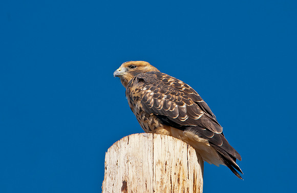 Jim Shane-Swainsons' Hawk_030