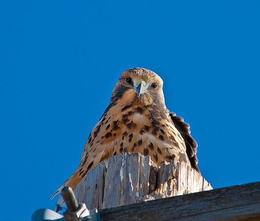 Jim Shane-Swainsons' Hawk_032