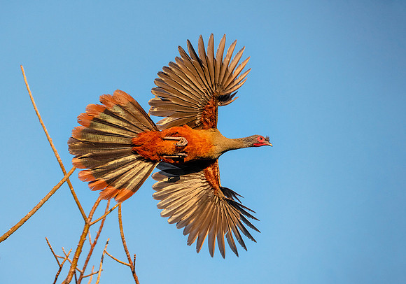 Rufous Bellied Chachalaca flying1 ws