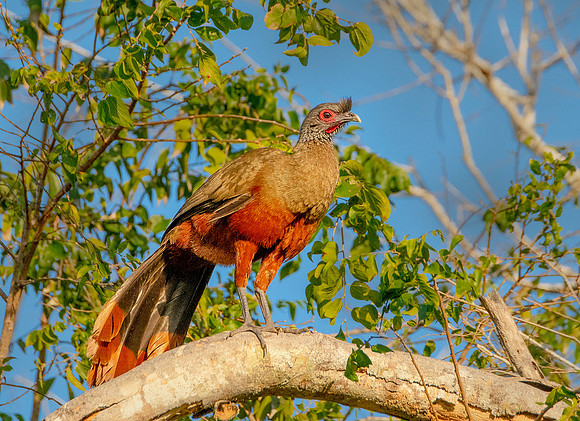 Rufous - bellied Cachalaca perched ws